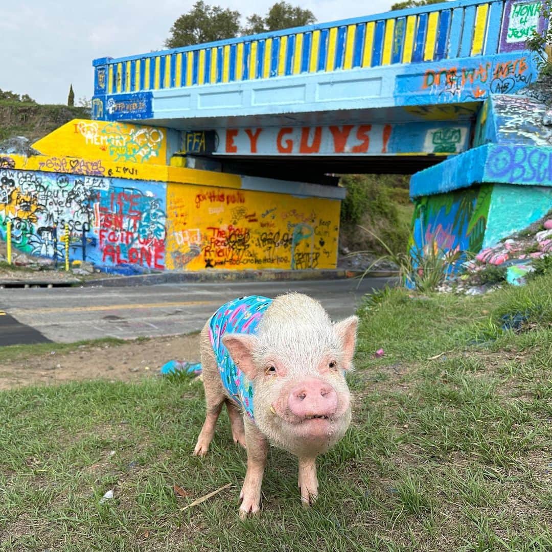 Priscilla and Poppletonのインスタグラム：「Sweet Penn wanted to leave his snout mark on the Graffiti Bridge in Pensacola, too!🐽🎨 #PiggyPenn #GraffitiBridge #Pensacola #PrissyandPop」