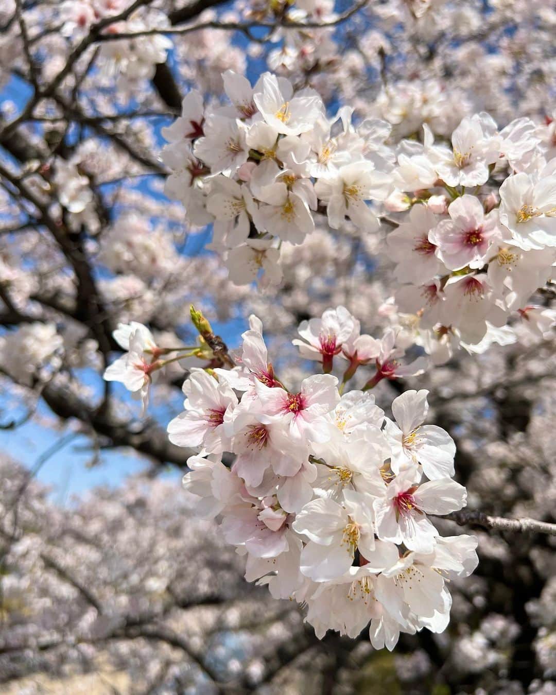 沢井里奈さんのインスタグラム写真 - (沢井里奈Instagram)「⠀ ⠀ 山崎川の桜🌸🌿  とっても綺麗で癒されました！！ ゆったり見られておすすめです🌟 お散歩気持ちいい、、🥹💕💕  こゆところで食べる焼き芋 最高に美味しい🍠✨ ⠀ ⠀ #山崎川 #桜 #お花見」3月29日 20時46分 - sawairina