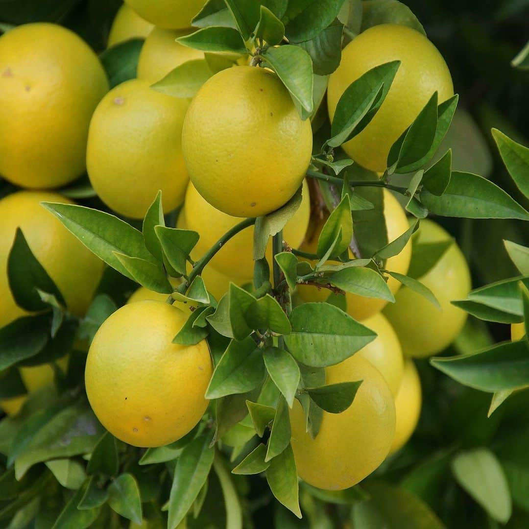 @aroma アットアロマさんのインスタグラム写真 - (@aroma アットアロマInstagram)「- ［Grapefruit｜グレープフルーツ］  ジュースのようにフレッシュで、甘すぎない すっきりとした爽やかさのある親しみやすい香りのグレープフルーツ。  果実そのもののような香りは、心を明るくし、身体にも活力を与えてくれます。 リラックスよりも気分転換やリフレッシュを重視したい方におすすめです。  空間へ広げると、爽やかながらも独特の渋みをもち、 その渋さはアクセントととなり、おしゃれな印象をつくりだします。 ブレンドする香りによって、いろいろな表情を見せてくれますよ。  春のフレッシュな新生活にグレープフルーツの香りを取り入れてみませんか？  より詳しい内容は、アットアロマ公式アプリのエッセンシャルオイル図鑑でご紹介しています。  様々な植物から採られるエッセンシャルオイルのおすすめの使用シーンやその植物が使用されているエッセンシャルオイルの紹介など、アプリならではのお楽しみが詰まっています。ぜひご覧ください。  ▷ダウンロードはストーリーズハイライトから @ataroma_official  #ataroma  #アットアロマ #グレープフルーツ」3月29日 21時00分 - ataroma_official