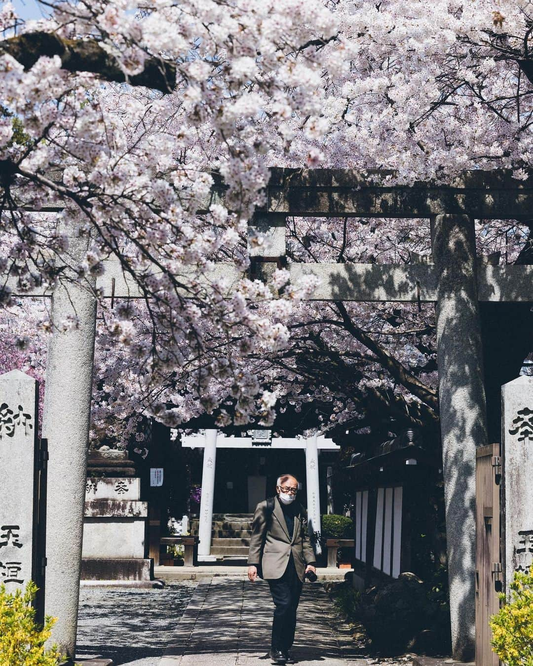 Yuma Yamashitaさんのインスタグラム写真 - (Yuma YamashitaInstagram)「#Cherryblossom in Kansai region #hello from Nara  #桜 #奈良 #京都」3月29日 21時00分 - yuma1983