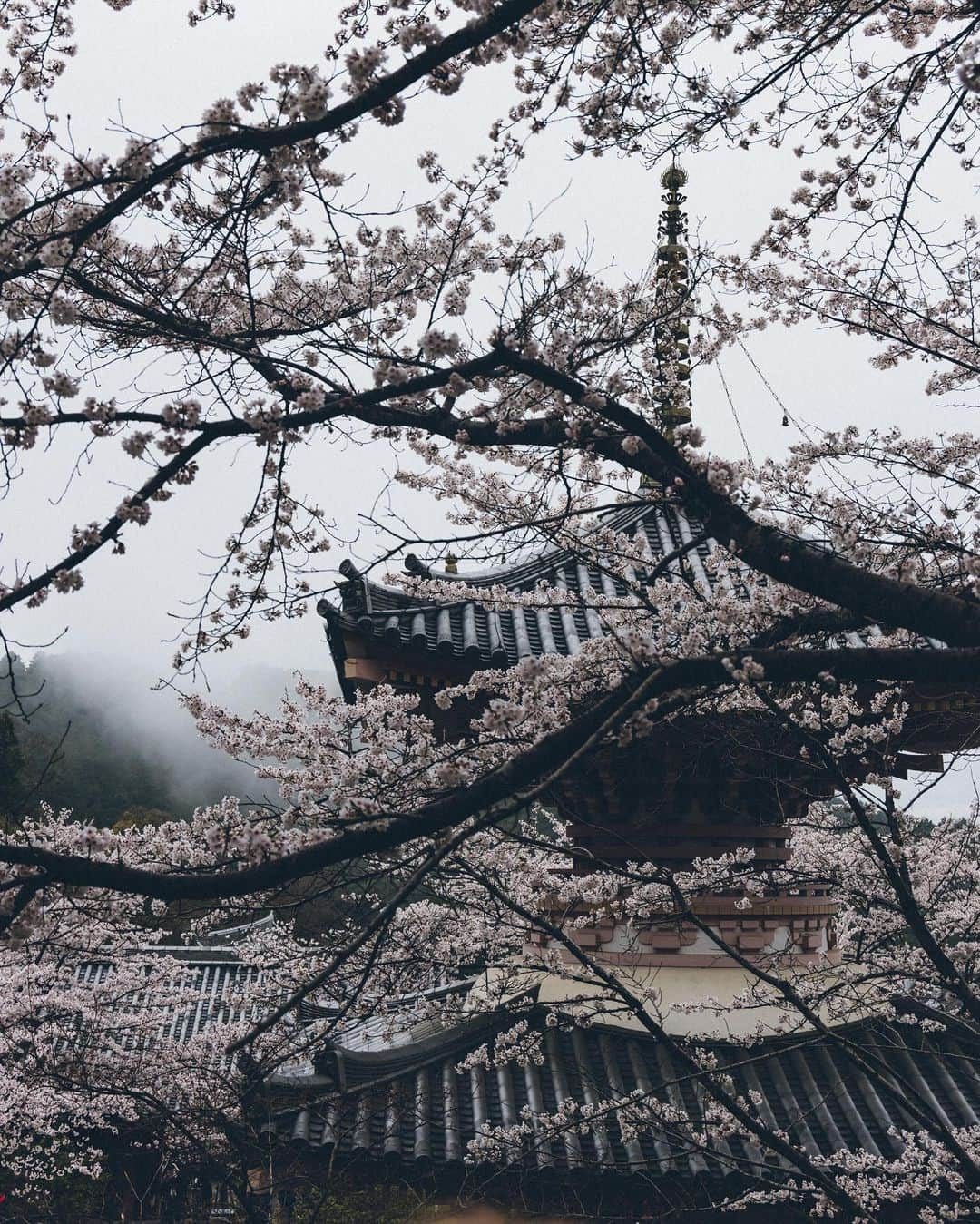 Yuma Yamashitaさんのインスタグラム写真 - (Yuma YamashitaInstagram)「#Cherryblossom in Kansai region #hello from Nara  #桜 #奈良 #京都」3月29日 21時00分 - yuma1983