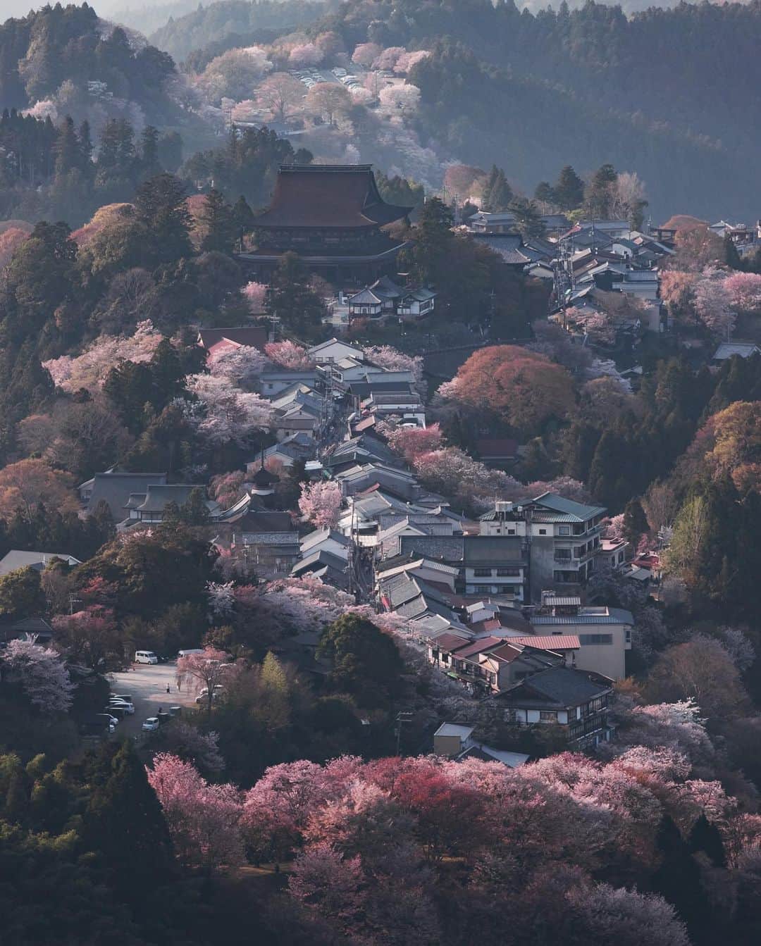 Yuma Yamashitaのインスタグラム：「#Cherryblossom in Kansai region #hello from Nara  #桜 #奈良 #京都」