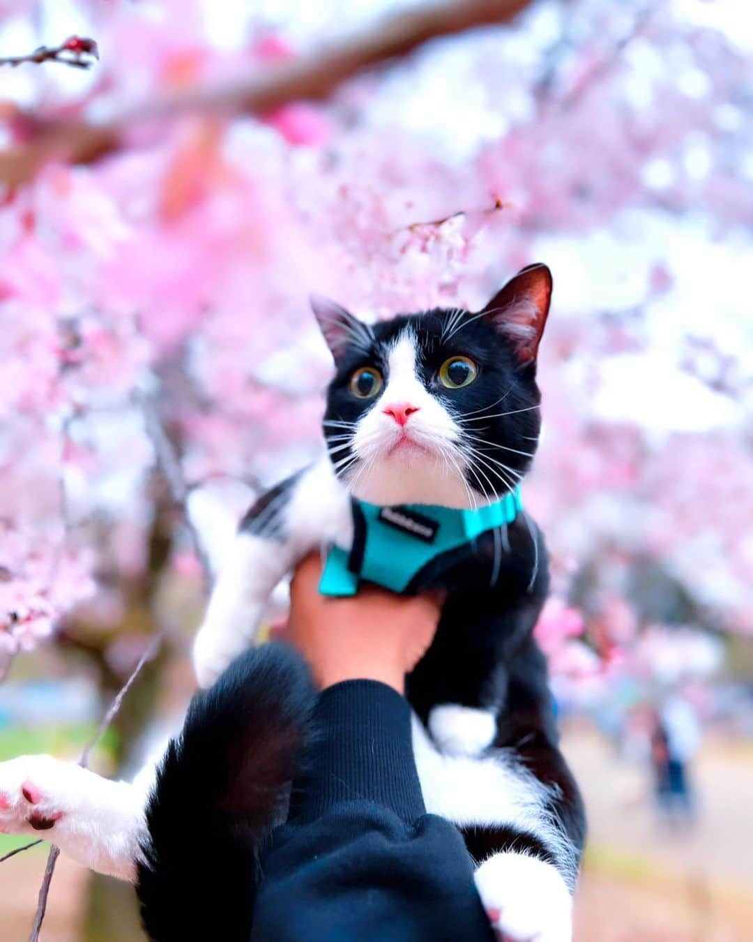 PECOねこ部さんのインスタグラム写真 - (PECOねこ部Instagram)「勝手に選抜！さくらニャンコ🌸🐾 「桜のおかげでボクのハチワレが輝くにゃん😁✨」 来週のテーマは…　 . . . 「#おひげが立派なニャンコ」 来週からはこちらのテーマを募集します🐶🐱 #ペコねこ部 のハッシュハグをつけてぜひ参加してみてね♪ . 今回素敵な投稿してくださったのは… @max_cheesecake さん 他にも素敵なお写真がたくさんあるので ぜひ遊びに行ってみてくださいね♪ . #ペコねこ部 をつけて投稿すると… PECOのSNSで楽しくご紹介させていただきます😋  #ねこ #猫 #ネコ #ねこ部 #にゃんこ #かわいい #cat #cats #catsofinstagram #cats_of_instagram #catstagram #kawaii #meow #catlover #ハチワレ #桜 #お花見 #ニャンコとお花見 #春」3月29日 21時00分 - pecocats