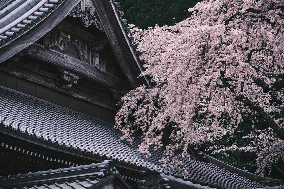 plus_thinkingのインスタグラム：「桜咲く . camera: X-T3 lens: FUJINON  XF56㎜F1.2 R lens: FUJINON  XF16-80㎜F4 R OIS WR lens: FUJINON  XF10-24㎜F4 R OIS WR . #今日もX日和 #beautifuljapan #snapJapan」