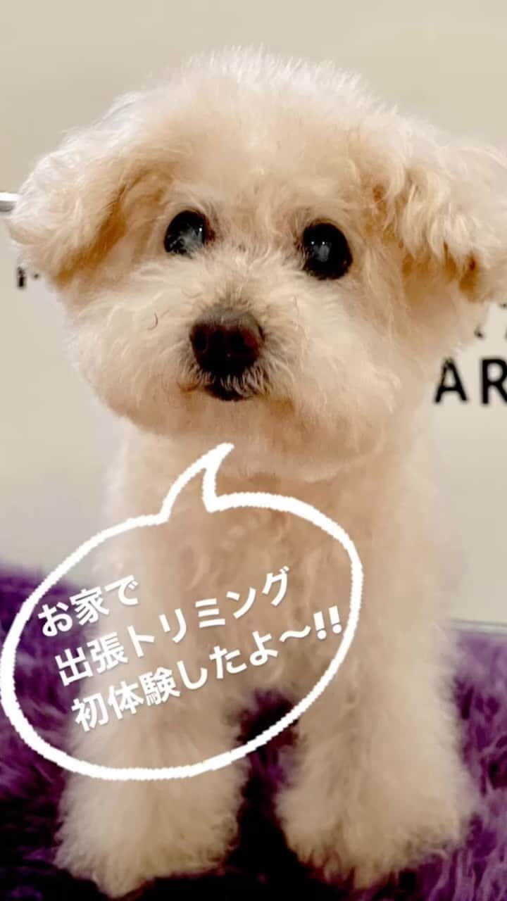 のインスタグラム：「✂️ 3月は自宅で出張トリミング初体験！ ハイシニアまるさんは17.5歳になりました。 日々の様々な変化は見逃せず、 昨日の当たり前が、今日の不具合など 思いがけない事がおこります。  トリミングは、毎月お馴染み「お迎え劇場」のトリマーさんに年齢に合わせた無理しないケアをお願いしてきました。 特に最近は、ボディカットが終わると 自分から伏せて、お顔カットはうたた寝しながら…など。まるさん自身も疲れたらそれをアピールし、トリマーさんも受け入れてくれる✨そんなご対応が有り難い！  もっと言えば、 17歳の高齢犬は受け入れて頂けないサロンもあるそうで、本当に感謝しています。  今回、初めて自宅でのトリミングを体験しました！理由は、やはりこれから先のまるさんの体調を考えて、サロンにも行けない場合もあるかと思い、今から慣らしておこうと。 ○問診 ○ケアの内容相談 ○まるとコミュニケーション ○シャンプー ○ポイントケア ○カット 今回は問診から終了まで約1時間半でした。 初回は、保湿にこだわったシャンプーと部分カットでお願いしました！ 可愛らしく仕上げて頂けたし、 まるさんも終了後に直ぐに爆睡！ マミィも大満足な体験トリミングになりました。  長文にお付き合い頂きありがとうございますした👋  #今日のわんこ#ハイシニア犬#シニア犬 #シニア犬との暮らし#トイプードル#toypoodle#ワンコ#幸せお届け隊#ふわもこ #ハッピードッグライフ #ハイシニアケア」