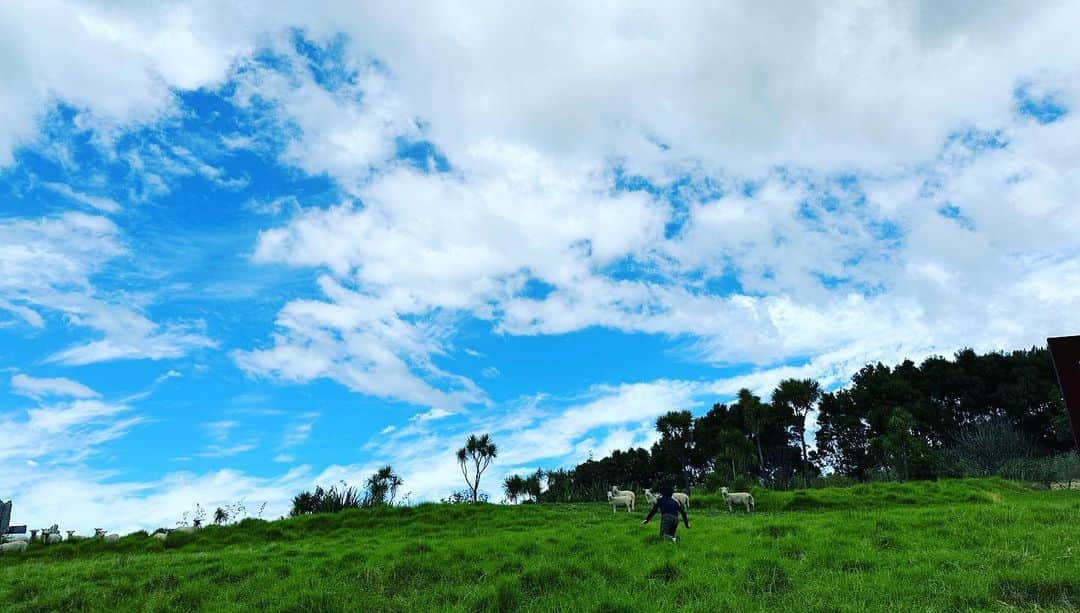 徳永有美さんのインスタグラム写真 - (徳永有美Instagram)「駆ける羊たち🐑 追いかける子🏃  #無心 #濃い青空 #ニュージーランド」3月30日 7時13分 - yumi_tokunaga.official