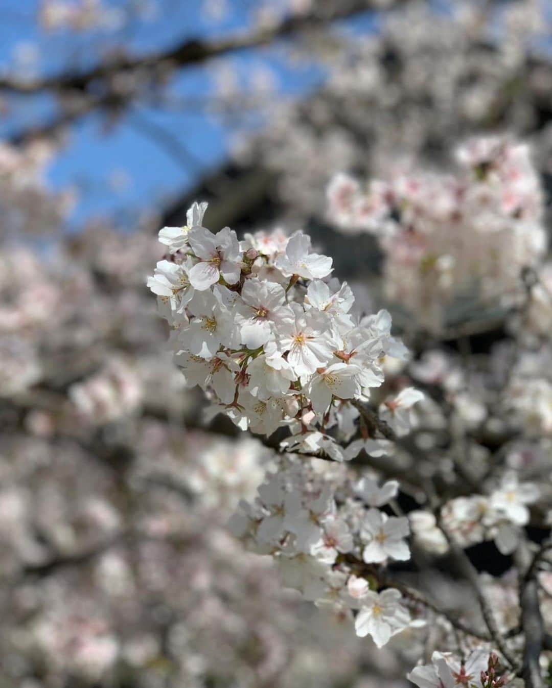 るるさんのインスタグラム写真 - (るるInstagram)「⁡ 　 昨日は、毎年恒例の名古屋城の桜🌸を ⁡ 見に行ってきたよ🤗💖　　 ⁡ 　 今年もちょうど満開で、 ⁡ 本当に美しかったです☺️✨✨✨　 ⁡ ⁡ どうして日本人は桜に感動するんだろうね？ 　 ⁡         ⁡ おしまい❤️ ⁡ ⁡ ⁡ ⁡ ⁡ ⁡ ⁡ ⁡ #自分大好き #自分ファースト #笑顔が人を幸せにする #美しさは社会貢献 #自己肯定感アップへの道 #吉報士 #ノーマスク #マスクを外そう #深呼吸しよう #名古屋城 #お花見 #お花見スポット  #桜スポット」3月30日 7時13分 - ruru430