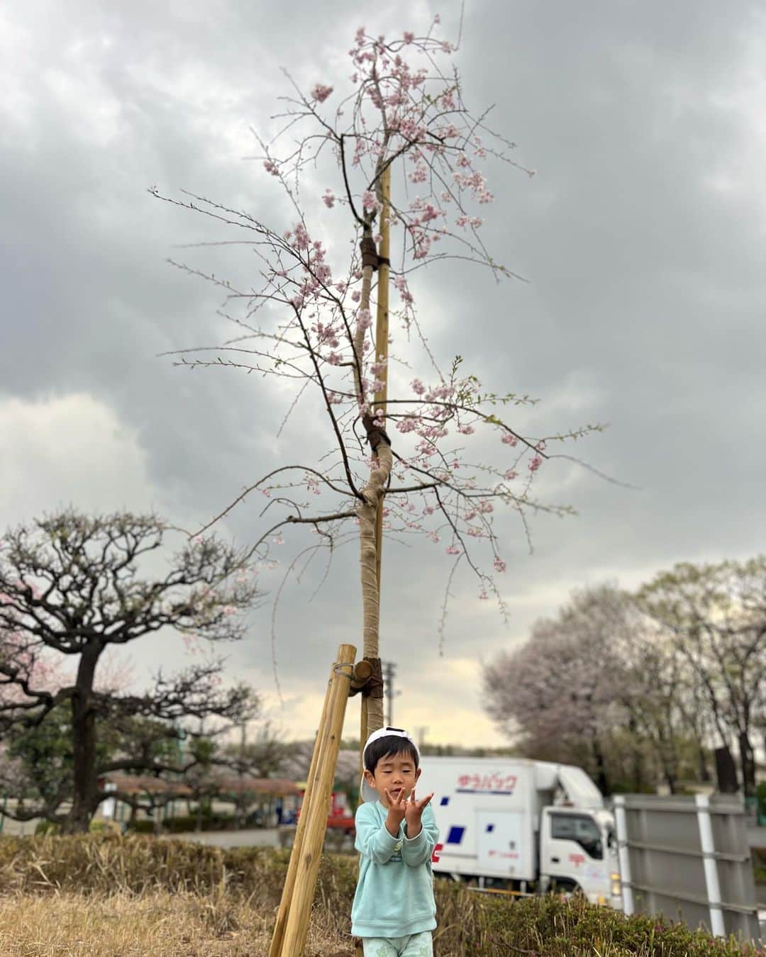 渡辺かなえのインスタグラム：「息子の名前の桜を植えました。🌸 桜の成長も楽しみの１つになりました。 2歳と指でやろうとして2歳と3歳になってしまいました🧐」