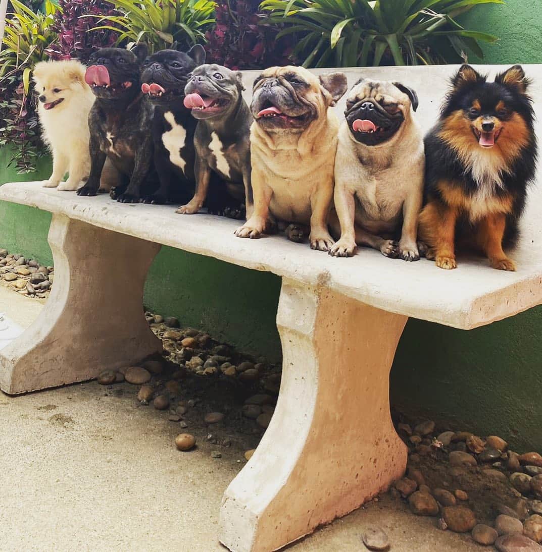 Tainá Müllerのインスタグラム：「Quem guenta essa patrulha canina?   Quem me acompanha sabe que eu sempre fui apaixonada por gatos, mas o luto pelas mortes dos meus felinos foi mais longo do que eu esperava. (Ainda não desapeguei das cinzas na Marie, que repousam em uma urna em cima do piano. 😬 Não me julguem)  Foi então que eu decidi mudar o astral da casa, trazendo um novo membro pra família, dessa vez canino. Mas pra uma “gateira” como eu, receber um filhote de cachorro em casa me deixou de cabelo em pé. É muuuuito diferente dos gatos e eu que achava q sabia tudo de pets, me vi mãe de primeira viagem. A sorte da vida é que meu amigo @dogfeitosaleal, o encantador de cães, começou a buscar todo dia o Coyote pra ir pra.. ESCOLA. Sim, se um dia julguei pessoas por mandarem cachorros pra creche, peço perdão. Hahahha. Coyote ama socializar com os amiguinhos e ainda aprende vários comandos, vai modulando o seu comportamento pra crescer super adaptado à nossa família.  Pra quem mora em São Paulo, sério, conheçam o trabalho dele no @thedogresort. É sensacional! Cães são seres muito especiais mesmo.  Alow alow cachorreiros! Agora eu entendo 🐾」
