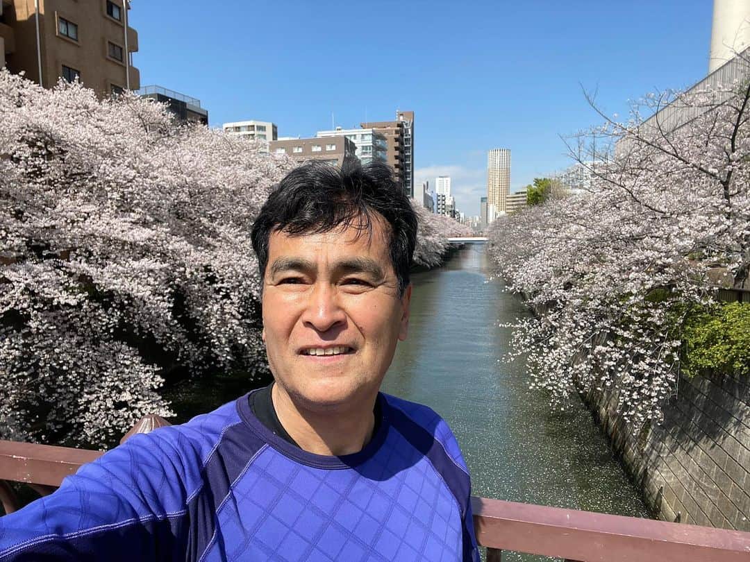 石原良純のインスタグラム：「春爛漫、目黒川の桜並木。ジョギングの途中に思わず足を止めました。20年も前ならば、目黒川はただのドブ川。誰も見向きもしなかったのに。今は東京の桜の新名所となりました。」
