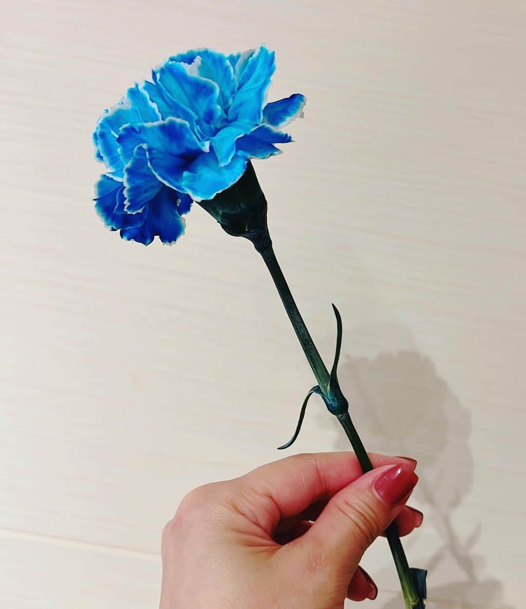 佐藤弥生さんのインスタグラム写真 - (佐藤弥生Instagram)「: 息子たちが英語スクールで洒落たものを作ってきました💙💚 ・ 自然な花の色もすてきだけど、これはこれで目を引いて綺麗です😊 ・ 息子たちからもらうお花は特別嬉しいものですね✨ ・ #次の自由研究はこれにしようかな🤔 #染めカーネーション」3月29日 22時51分 - sato__yayoi