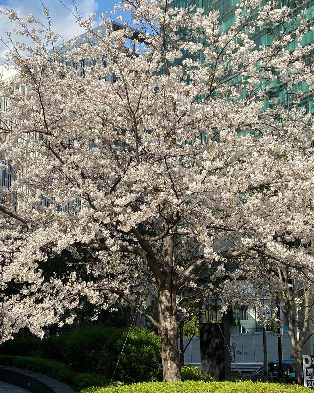 栗田よう子のインスタグラム：「六本木に用事で行って見かけたサクラ🌸」