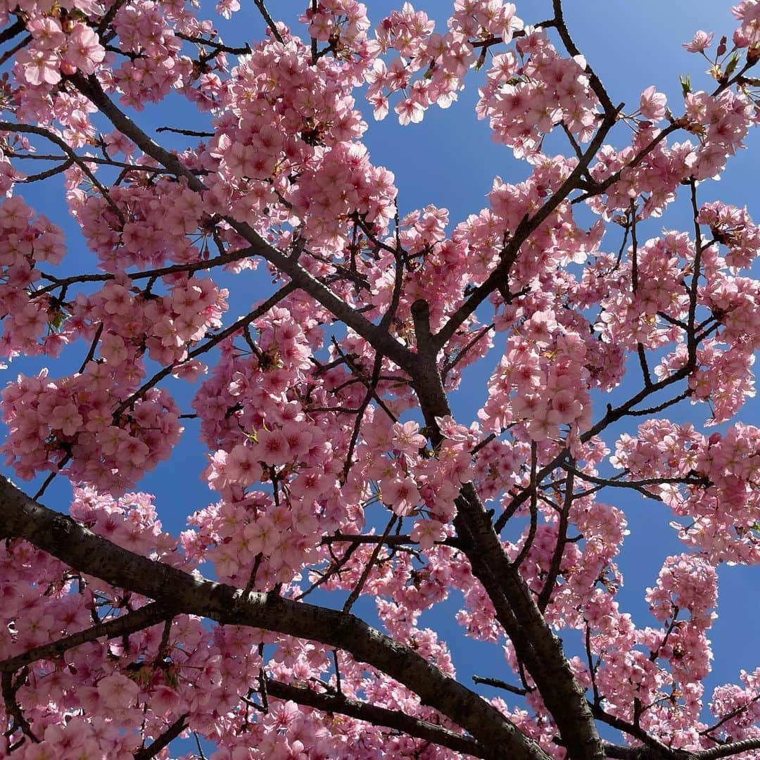 三宅裕貴さんのインスタグラム写真 - (三宅裕貴Instagram)「岡山市南区に多く植えられている河津桜は、どこも樹高が低い様で可愛くて、3月上旬から3月中旬に満開になる様です。 今年は、3月14日にほぼ満開だった児島湖花回楼の端にある河津桜を撮影しました。 逆光、逆光と順光、順光(逆光の箇所多いですが)の3枚です。 晴天のぽかぽかでした。  #児島湖花回廊 #河津桜 #kawazucherryblossoms #桜 #cherryblossom #벚꽃 #🌸  #逆光 #backlight #역광 #順光 #frontlight #순광 #晴天 #fineweather #맑은하늘 #ぽかぽか #岡山市南区 #岡山市 #岡山 #okayama #오카야마 #おかやま」3月29日 23時01分 - yuhkimiyakeevo