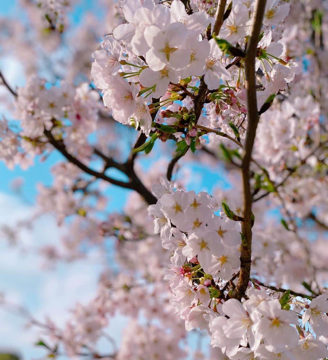 森純太さんのインスタグラム写真 - (森純太Instagram)「サクラが凄い綺麗だったから写真撮った。  昼間は晴れてたんだけど、夕方少し天気が崩れて残念だったね。  ・ ・  #森純太  #junskywalkers #ジュンスカ #サクラ #桜 #cherryblossom #gethappy」3月29日 23時09分 - juntamori