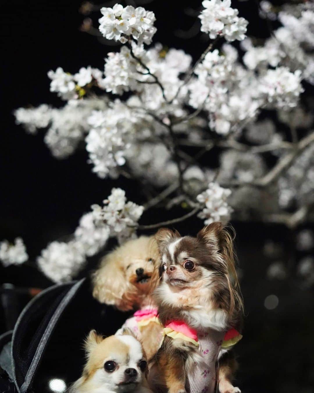 tetoyanyanのインスタグラム：「お花見〜🌸  #dogs#instdog#dog#dogstagram#instapet#petstagram#petoftheday#mydog#instachihuahua#chihuahuaofinstagram#chihuahualove#chihuahualover#chihuahua#chihuahuas#チワワ#多頭飼い#ロングコートチワワ#チワワ部#ig_dogphoto#petoftoday #todayswanko#west_dog_japan#トイプードルTodaysteto#dogstagram」