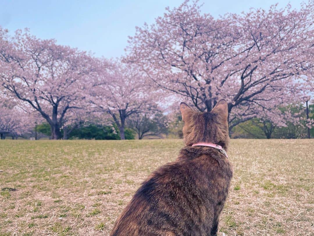 麗奈さんのインスタグラム写真 - (麗奈Instagram)「猫ちゃんいました」3月29日 23時45分 - 0172reina