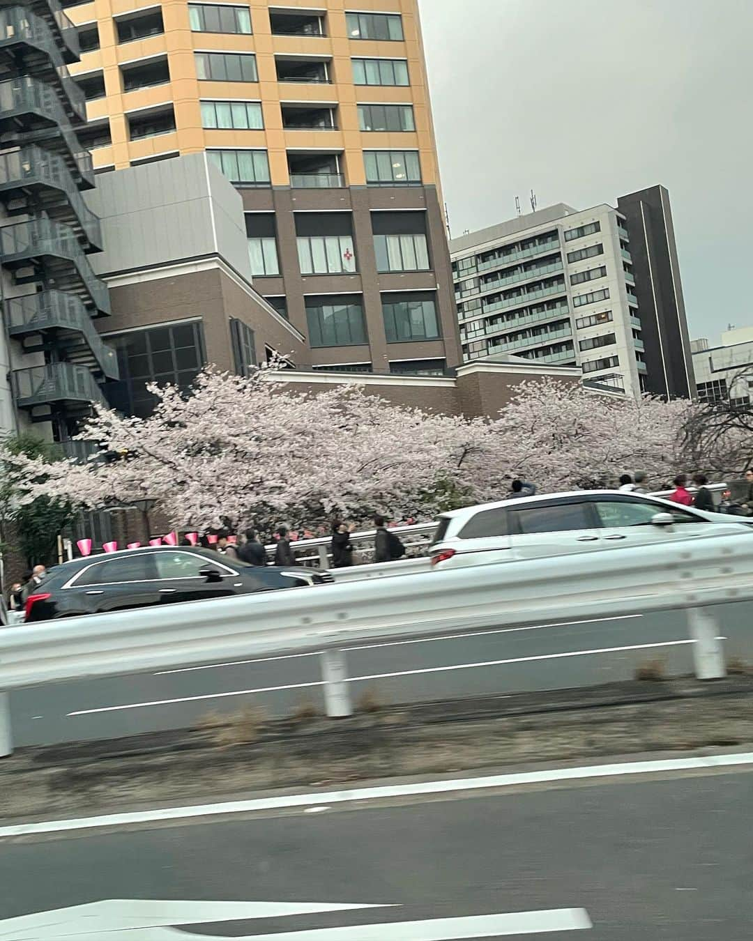 みそさんのインスタグラム写真 - (みそInstagram)「桜見にいったのに花の写真全然ない。笑  #気まずい」3月29日 23時41分 - j__ms_99