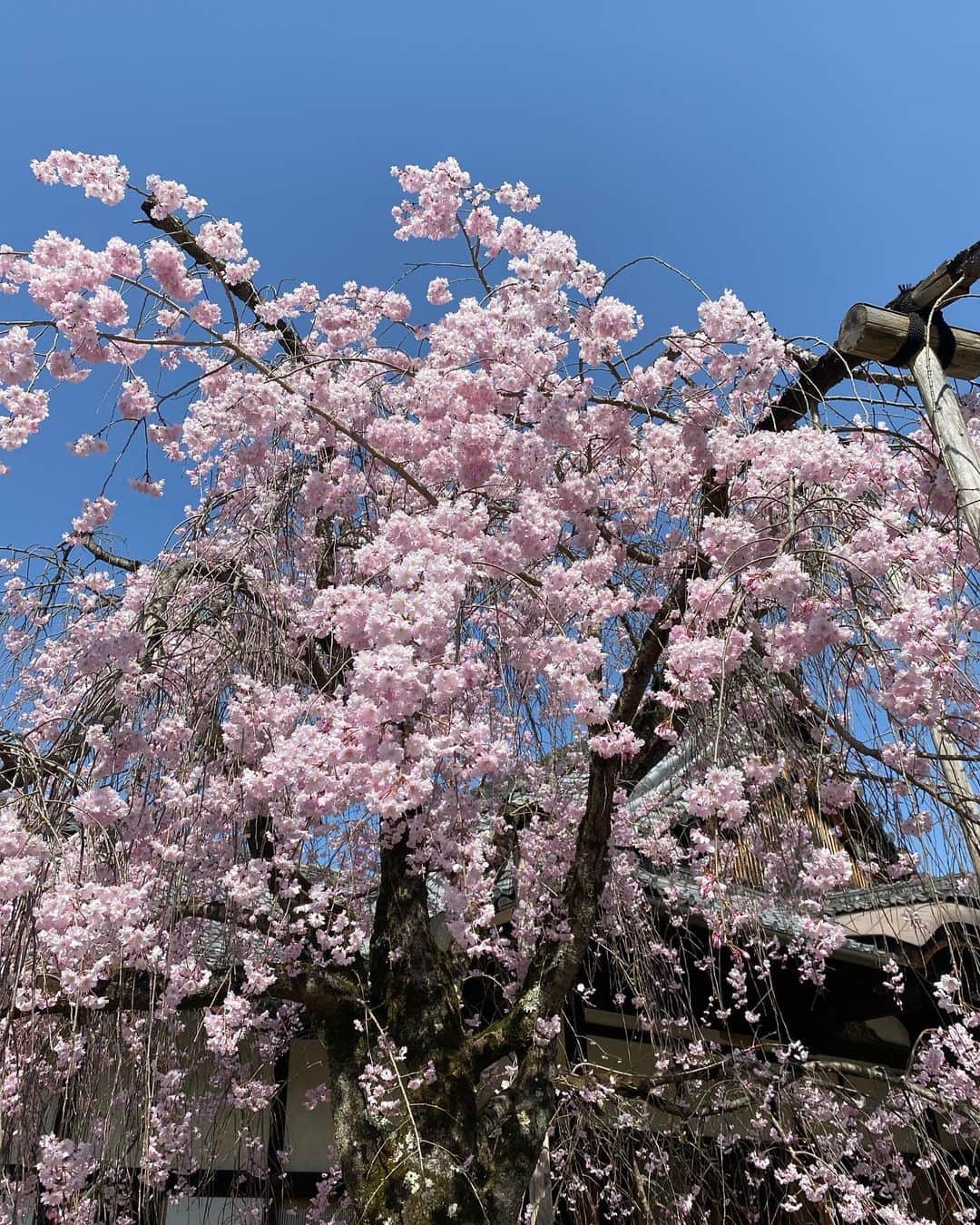 佐伯紅緒さんのインスタグラム写真 - (佐伯紅緒Instagram)「京都に来ています。  秀吉の花見で有名な醍醐寺の桜。 まだまだ満開で見応えがありました。 美魔女な如意輪観音様にもお目にかかれて感動です。 （撮影禁止なので写真はありませんごめんなさい。「醍醐寺　如意輪観音　で検索していただければ麗しいお姿が出てくると思います） 京都はご覧の通り晴天ですが、東京はまた雨のようですね。 気温差やらなんやらで体調を崩しがちな昨今ですが、 皆さまどうかご自愛ください。  #醍醐寺 #京都 #kyoto #そうだ京都行こう #如意輪観音 #cherryblossom」3月29日 23時44分 - beniosaeki