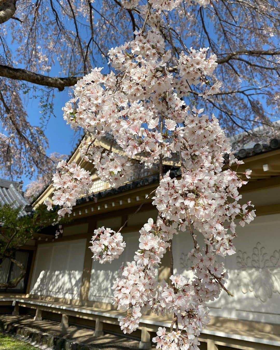 佐伯紅緒さんのインスタグラム写真 - (佐伯紅緒Instagram)「京都に来ています。  秀吉の花見で有名な醍醐寺の桜。 まだまだ満開で見応えがありました。 美魔女な如意輪観音様にもお目にかかれて感動です。 （撮影禁止なので写真はありませんごめんなさい。「醍醐寺　如意輪観音　で検索していただければ麗しいお姿が出てくると思います） 京都はご覧の通り晴天ですが、東京はまた雨のようですね。 気温差やらなんやらで体調を崩しがちな昨今ですが、 皆さまどうかご自愛ください。  #醍醐寺 #京都 #kyoto #そうだ京都行こう #如意輪観音 #cherryblossom」3月29日 23時44分 - beniosaeki