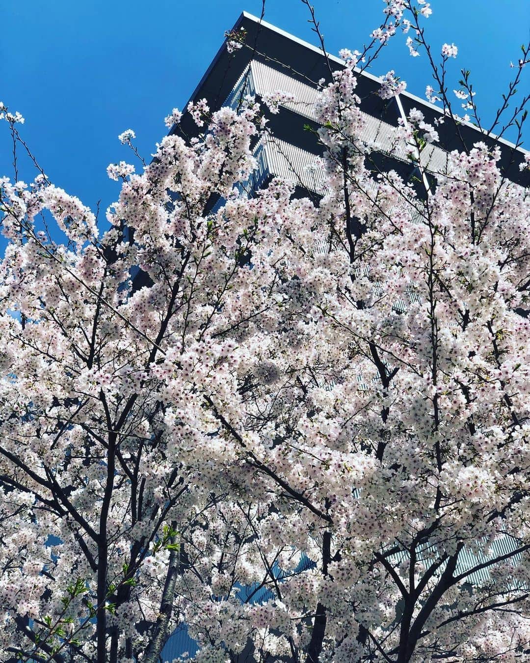 のインスタグラム：「2023🌸spring  近所の一番綺麗な桜の木🌸 ツアーで帰れなかったけど 間に合ってよかった☺️  最近ひざ魔のアメリ ガン見🤣  The most beautiful cherry tree in the neighborhood🌸 I didn't make it home for the tour. But I'm glad I made it in time.  and my lovely cat💕 What are you looking at?  #桜 #猫 #うちのアメリ」