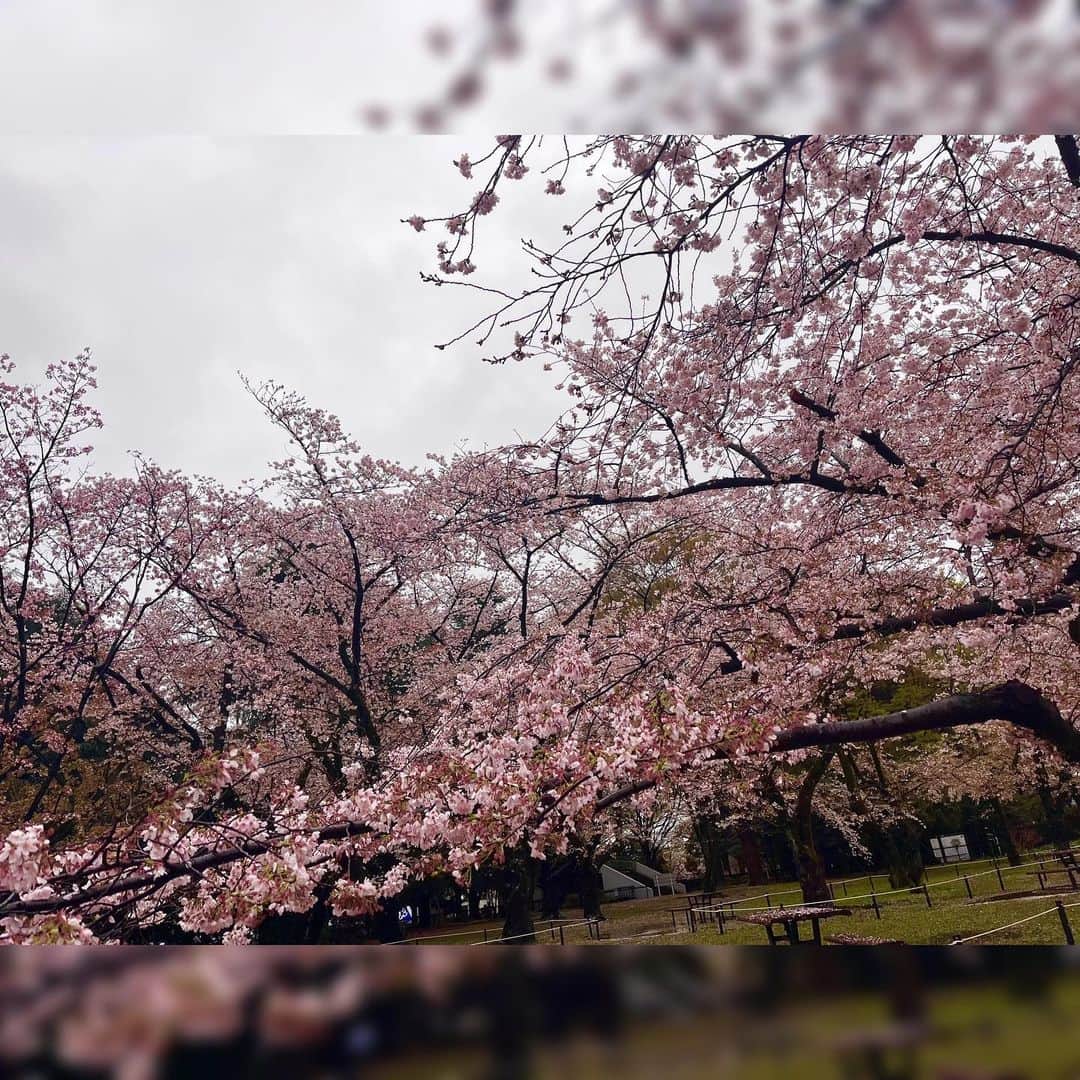 水上真理さんのインスタグラム写真 - (水上真理Instagram)「日曜日は ティオちゃんランチ会＆ お花見オフ会でした🥰🌸 . なおちゃんと あさみちゃんが 来てくれたの♡ . 少しだけ雨が降ったけど 桜もみんなでみれたよー☺️ . 来年も みんなで見れますように🌸 . #smile  #happy  #love  #お花見  #代々木公園」3月29日 23時59分 - mari_komorebi