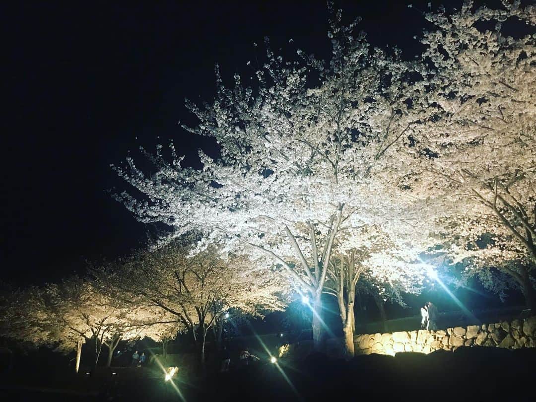 三隅有里子のインスタグラム：「* 今日のエンディングトークのテーマは「桜」でした🌸 石原アナの取材によりますと、桜の開花から散り始めまではたった10日しかない！との事。  あっという間で、儚いですね。 限られた時間だからこそ後悔がないように存分に楽しみたいですね。 写真は3.27の夜。前橋公園の満開の桜🌸  #桜 #さくら #サクラ #🌸 #夜桜 #ニュースeye8 #群馬 #gunma  #群馬テレビ #群テレ #gtv #アナウンサー #局アナ #局アナの仕事 #地方局で働くということ」