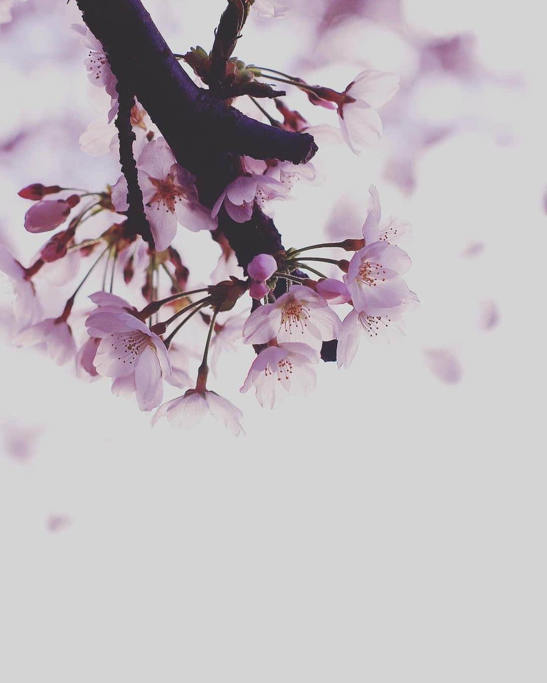 rieさんのインスタグラム写真 - (rieInstagram)「晴れの日も 曇りの日も 朝も 夕方も いつ見ても 桜の色は変わる。  そして1時間くらい 桜を撮ってる。  8枚目は2階の娘の部屋から 撮影した桜。  🌸  #娘の見守り桜  #エクリュの思い出桜  #庭桜 #桜 #櫻 #さくら #サクラ #ソメイヨシノ #染井吉野」3月30日 0時07分 - riecru