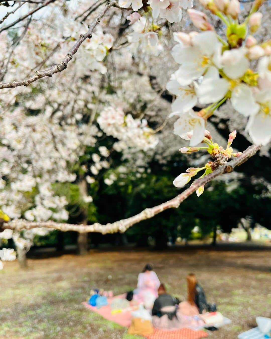 相沢梨紗さんのインスタグラム写真 - (相沢梨紗Instagram)「妖精さん🧚‍♀️🧚🧚‍♂️🧚‍♀️と、お花見🌸🍡したよ〜💕  #お花見 #桜 #🌸 #cherryblossom #tokyo #japan #japantravel #新宿御苑 #dempagumi #spring #春 #idol #東京観光」3月30日 0時26分 - risacheeese