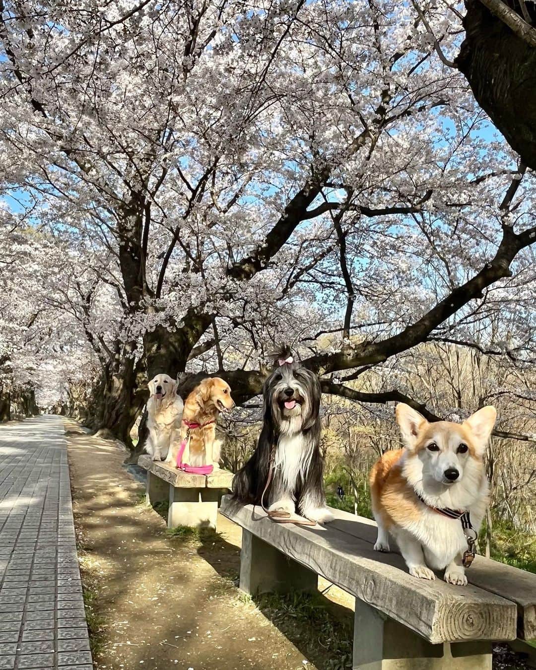 kei515yuさんのインスタグラム写真 - (kei515yuInstagram)「今日はお友達と背割堤の桜を観に行ってきました。 絶好のお天気にも恵まれ、桜もワンコの笑顔も満開🌸  早朝出発、早朝撤収のつもりがお友達のハプニングでかなりの時間までいる事になり、暑さと人混みで途中からワンコたちの笑顔が消えましたが、それもまぁ楽しい思い出になるでしょう🤭 無事解決の後は予定していたテラス席わんこOKのカフェへ。  朱織さん、楽しかったね😊　  #ビアデッドコリー #ビアディ #beardedcollie #akaribeardie #beardie #beardedcolliesofinstagram #puppydog #puppygram  #petscorner #insta_animaluy #dog_ofinstagram #insta_dogs #igdog #topdogphoto #repost_ezyjp #weeklyfluff #dog_features #excellent_dogs #pecoいぬ部 #飛鳥犬舎」3月30日 0時36分 - kei515yu