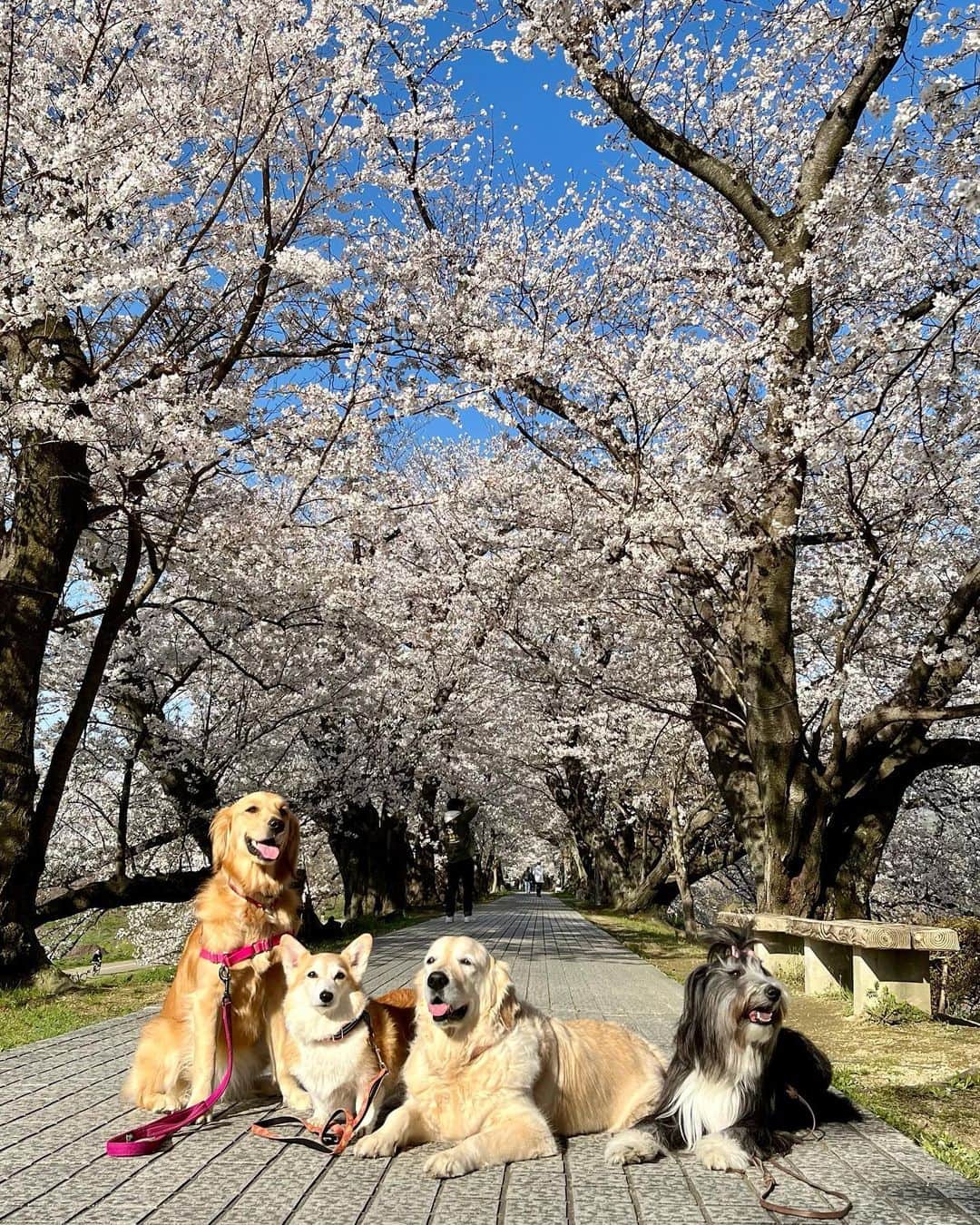 kei515yuさんのインスタグラム写真 - (kei515yuInstagram)「今日はお友達と背割堤の桜を観に行ってきました。 絶好のお天気にも恵まれ、桜もワンコの笑顔も満開🌸  早朝出発、早朝撤収のつもりがお友達のハプニングでかなりの時間までいる事になり、暑さと人混みで途中からワンコたちの笑顔が消えましたが、それもまぁ楽しい思い出になるでしょう🤭 無事解決の後は予定していたテラス席わんこOKのカフェへ。  朱織さん、楽しかったね😊　  #ビアデッドコリー #ビアディ #beardedcollie #akaribeardie #beardie #beardedcolliesofinstagram #puppydog #puppygram  #petscorner #insta_animaluy #dog_ofinstagram #insta_dogs #igdog #topdogphoto #repost_ezyjp #weeklyfluff #dog_features #excellent_dogs #pecoいぬ部 #飛鳥犬舎」3月30日 0時36分 - kei515yu