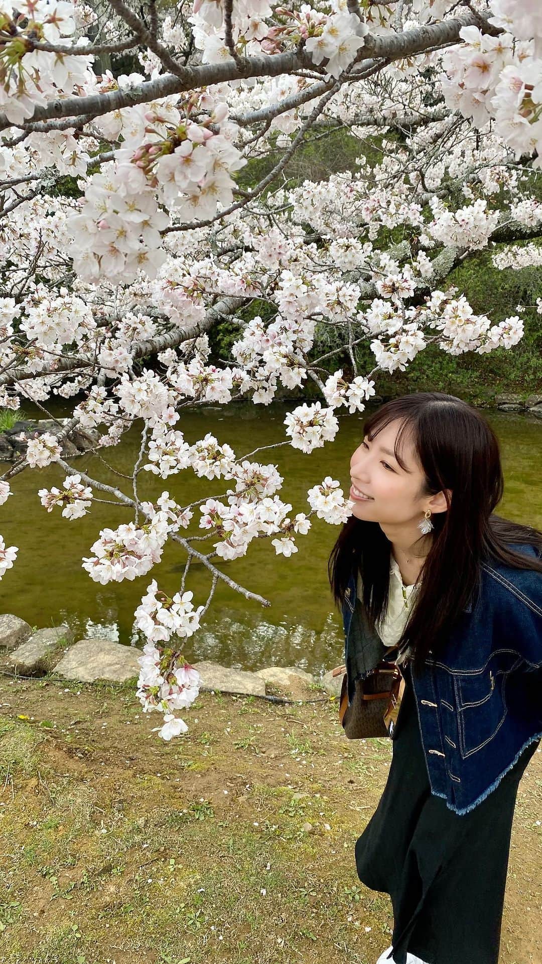 岸田麻佑のインスタグラム：「🌸#武雄神社 #お花見 #お花見スポット」