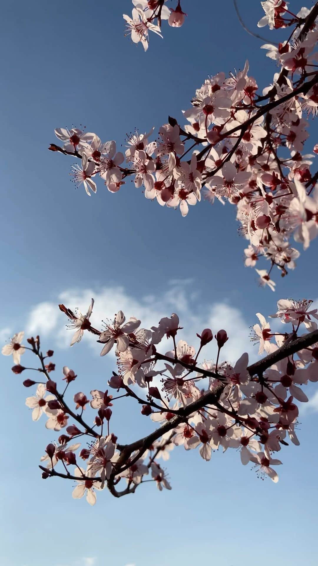 ミラーハリスのインスタグラム：「It’s that time of year again… Spring has sprung, bringing with it the most beautiful blooms and scents. Discover our favourite spots in London to take them all in 🌸   #cherryblossom #spring #cherryblossomlondon #springblooms #sakura #whiteblossom #magnolia」