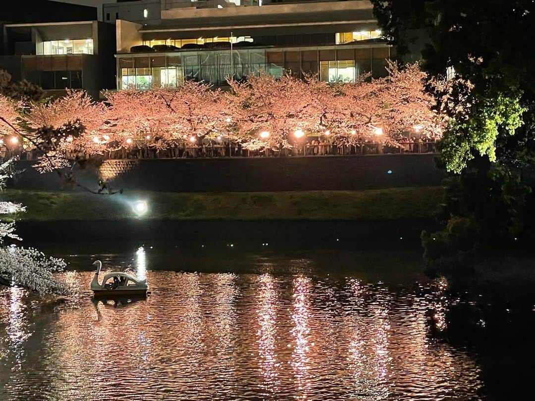 小橋めぐみのインスタグラム：「18時になると同時に、 ポッと灯りが点り、景色が変わった。 魔法のような瞬間だった。  #千鳥ヶ淵 #夜桜」