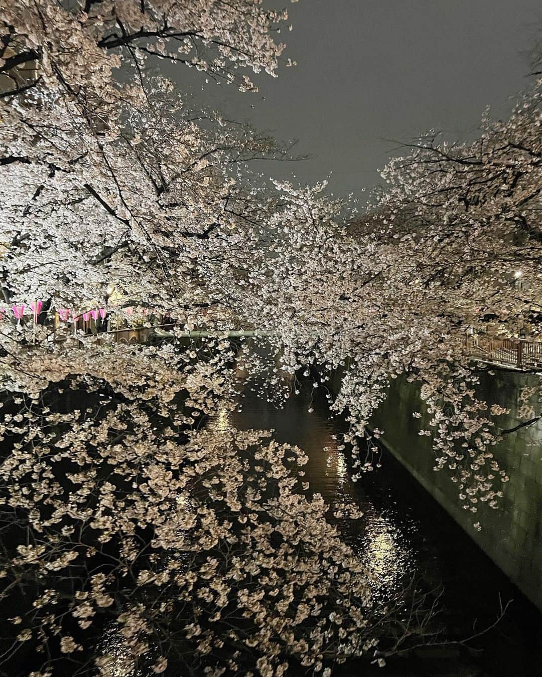 池田有里紗さんのインスタグラム写真 - (池田有里紗Instagram)「お花見の文化がある、この日本が好きです。」3月30日 1時09分 - arisa.ikd