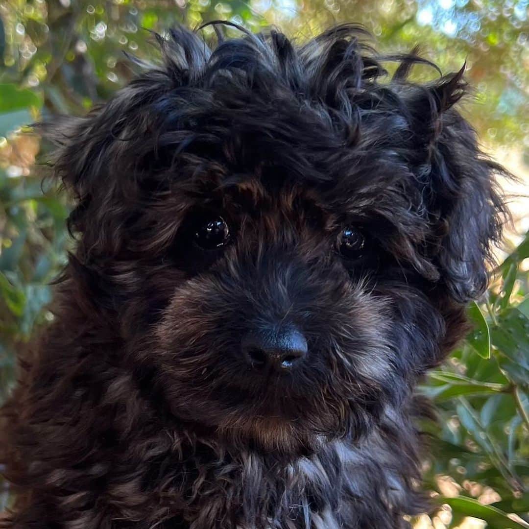 高井直子さんのインスタグラム写真 - (高井直子Instagram)「ポムの弟分がいよいよ我が家に来るよ🏠 ポムはニュージーランドからやって来ましたが、 今回は　@doodledaddy_japan にお願いをしてタスマニアから。 エントリーしてから３か月程というスピード決定でしたが、 この瞳にやられてしまいました🥴💘  木村拓哉さんのお家にもいる事でも注目されるようになった、 この犬種はオーストラリアのセラピー犬でとっても優しくアレルギーフレンドリー。ポムに関しても毛が抜けない。 娘が声楽をする上で1番欠かせない条件でした。 なのに、モフモフでテディベアのよう🧸 まず、ポムもそうでしたが家族にお迎えするまでにエントリーシートの提出と面接があります。 @doodledaddy_japan  はとても親切で安心してお任せ出来ました。 ポムの時は関空まで行っての長い手続きがありましたが、 全て空港での手続きもして頂けます✈️  りんごケーキを焼いている時にお話が来たのでポム🍎 ロンドンにいる時にお話が来たのでロンドン🇬🇧 タイミングでお名前を決めました。  @doodledaddy_japan のパピーはタスマニアの犬舎で生後14週頃まで母犬や兄妹と過ごす間に、クレートトレーニングやお散歩等の社会化と、手作り食や病院と連携しての健康管理を行いながらそれぞれの新しい生活への準備が進められます。 同じ頃、日本では輸入書類作成〜申請をスタート。 犬舎と私たちの調整をし来日スケジュールが決定し航空会社とも確認を行ってくださいます。 そしていよいよ犬舎のあるオーストラリア・タスマニア島を出発しメルボルン空港から日本へのフライトです。 あと１５時間程で日本に到着です✈️  我が家に来るのは次の日。 到着の写真が早く欲しい🤳！ とっても待ち遠しいです💘 ポムと仲良くなれますように！  @doodledaddy_japan  #オーストラリアンラブラドゥードル  #シルバーパーティー @pom_ronland」3月30日 1時40分 - naokotakai