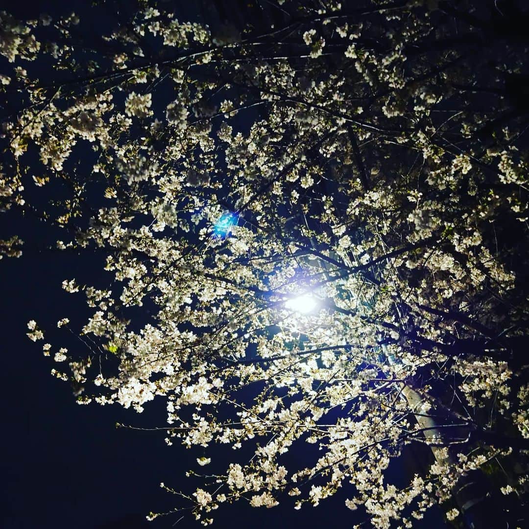 置鮎龍太郎さんのインスタグラム写真 - (置鮎龍太郎Instagram)「お花🌸  最後は美味しかった #ミルクレープ♪  今日もお疲れ様でした(^^)/  『#ラブフェス』は良い歌だな、うむうむ♪」3月30日 2時10分 - chikichikiko
