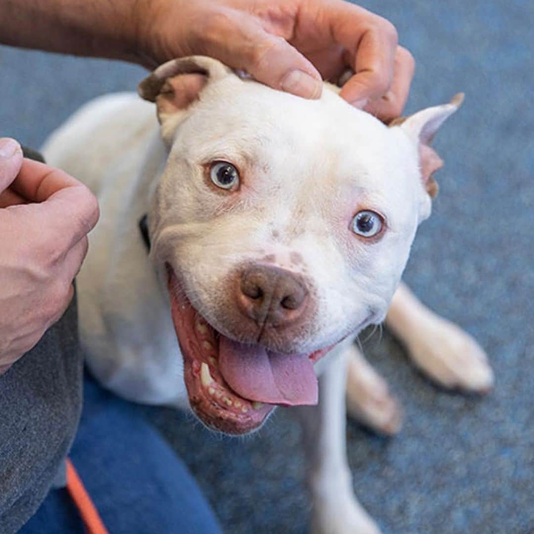 ベラミー・ヤングさんのインスタグラム写真 - (ベラミー・ヤングInstagram)「I got to visit with the incredible folks of the #ASPCA at their #92ndStreet #Adoption Center today. (Meet Rena & Jackie above🤓) Such a joy & honor to learn more about their programs to #rescue & #rehabilitate dogs & cats here. And thank you to the #NYPD for joining forces w/the ASPCA to save animals in the most dire of situations.  #Sunshine , the star of our InstaLive & pictured here), is one such lucky pup: NYPD rescue, now rehabilitated, full of LOVE (& amazingly: trust), & ready to settle into her loving #ForeverHome 🥰 Sunshine is a kisser & a snuggler & a great lover of cheese 🤓; she needs some space to enjoy running & likely will be happiest as an only fur-child. She'll be such a loving companion!!! 🥰🐶🥰 And there are so many more stories like hers- & so many more animals to love. Visit aspca.org/adopt to learn more & find you special someone! 😻🐶🎉 Sending each of you so very much LOVE! @aspca #adopt #sunshine ❤️🐶❤️」3月30日 2時11分 - bellamyyoung