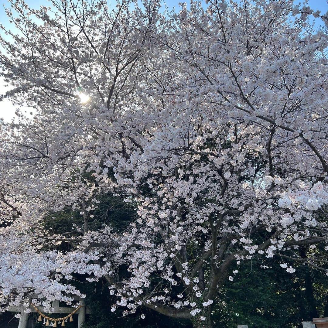 柿崎洋一郎さんのインスタグラム写真 - (柿崎洋一郎Instagram)「#かきさんぽ  前玉神社の桜と猫🐈‍⬛」3月30日 2時31分 - kakiyan37