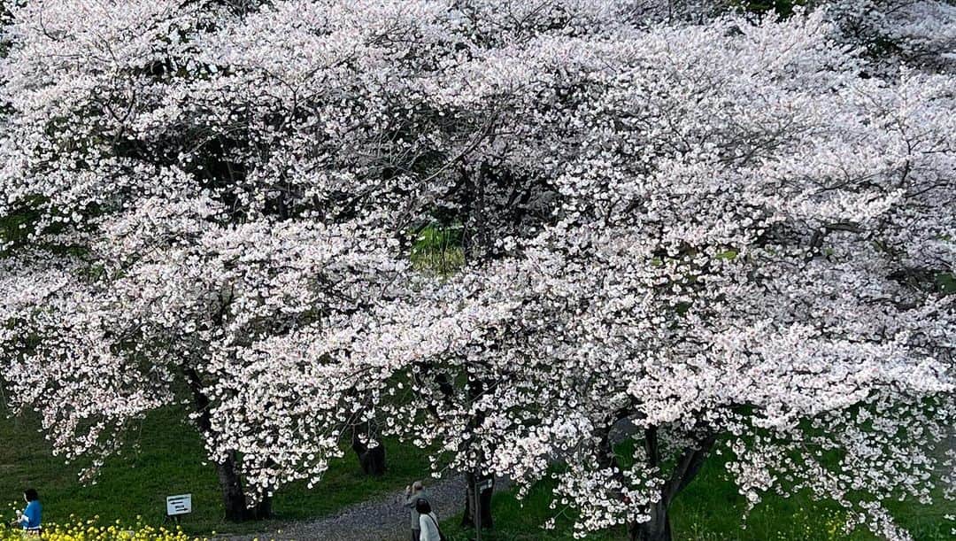 柿崎洋一郎さんのインスタグラム写真 - (柿崎洋一郎Instagram)「#かきさんぽ  さきたま古墳公園の桜」3月30日 2時34分 - kakiyan37