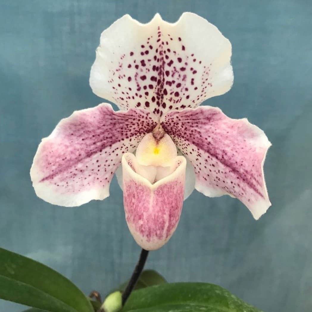 フラヴィア・ルチーニのインスタグラム：「My favorite 🌷」