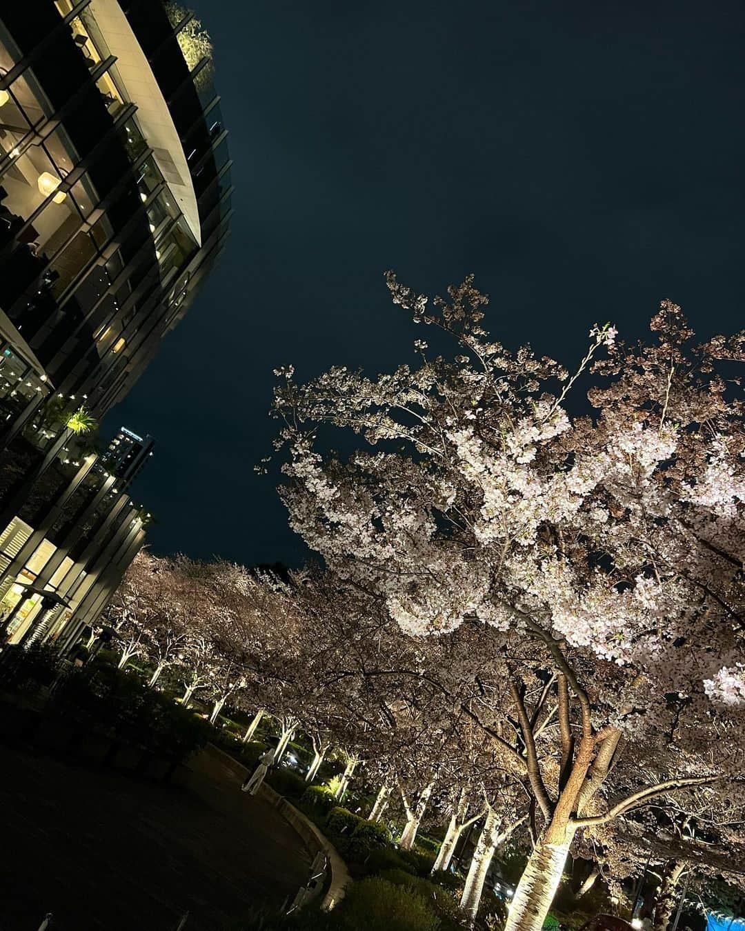 青木茉耶さんのインスタグラム写真 - (青木茉耶Instagram)「🌸🌃🤍  レオン、初めての桜🌸 全然見てなかったけど😂  久しぶりに見る夜桜綺麗だった✿ﾟ❀.。」3月30日 5時53分 - ma_ya_126