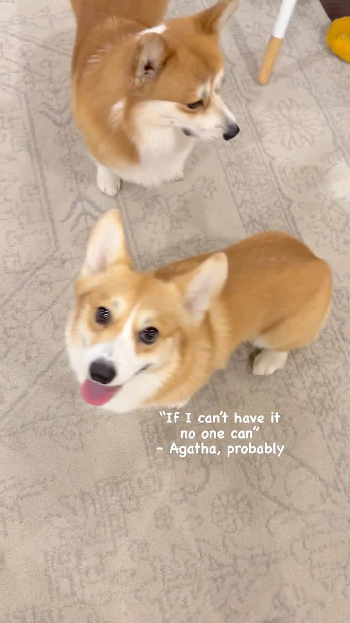 のインスタグラム：「I’ve always heard that corgi girls are bossy AF, and Agatha is no exception. Question for everyone who has both male and female dogs in the household - which one is more dominant?   Poor gentle boi Scotty, he doesn’t stand a chance! 🥺」