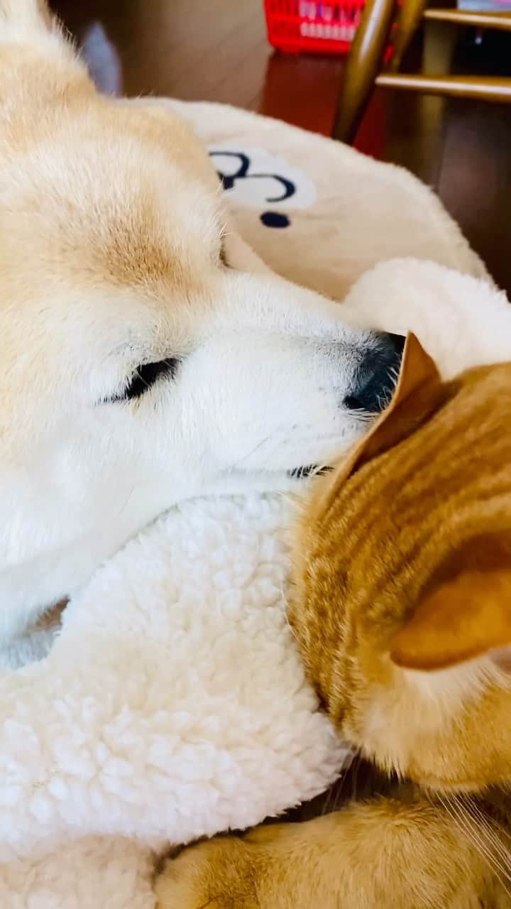 のインスタグラム：「せっかく仲直りしたんだから、今日はふたりの邪魔はしないよ~🐕 *  ボクはここで寅次朗とリンリンを見守るからね🐈🐈‍⬛🫶 *  本当は一緒のベッドに入りたい岳🐕 *  母として岳の配慮に感謝🙏 🐾----*----*----*----🐾 Since Torajiro and Rinrin have made up, I won't disturb them today🐕 * I will watch over Torajiro and Rinrin from here 🐈🐈‍⬛🫶 *  Gaku really wants to be in bed with everyone🐕 *  As a mother, I appreciate Gaku's consideration🙏 🐾----*----*----*----🐾 #柴犬 #岳 #柴犬岳 #柴犬ガク#gaku #shibainugaku #shiba #shibainu #shibastagram #いぬすたぐらむ #dogsofinstagram #リンリン #キジトラ #browntabby #ジャパニーズボブテイル #寅次朗 #茶トラ #まるどら #gingercat  #にゃんすたぐらむ #catoftheday #ふわもこ部 #ワンフルエンサー #ニャンフルエンサー  #Hermoso #weeklyfluff #🐕📷 #今日のお昼寝  #Instagram  #20230330」