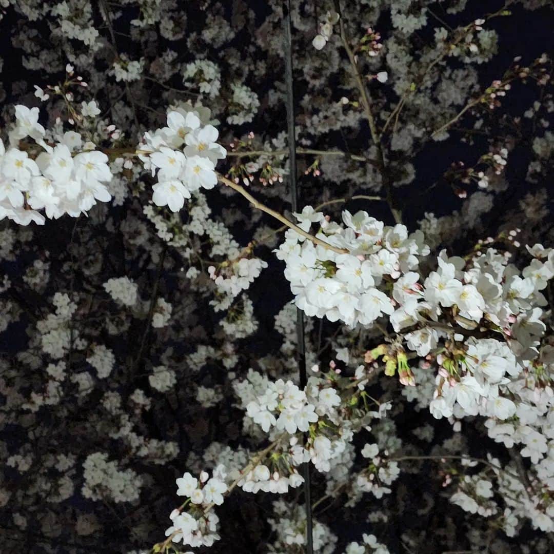 チェヨンさんのインスタグラム写真 - (チェヨンInstagram)「올해도 벚꽃나들이는 😢  ㅠ  지나다니는 길가 폈으니 그걸로도 만족 🌸」3月30日 15時52分 - chaeyeon_lee