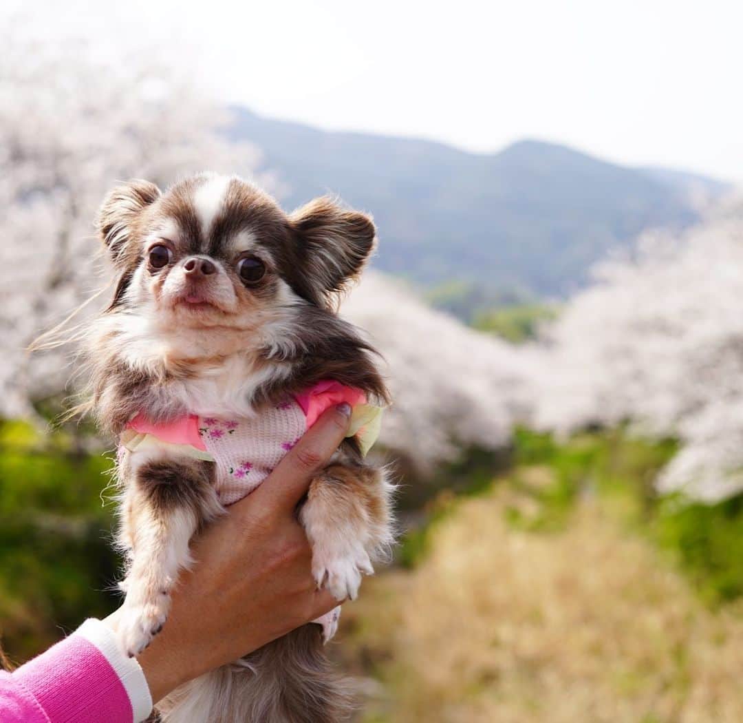 tetoyanyanのインスタグラム：「ふぁそたーん♡  #dogs#instdog#dog#dogstagram#instapet#petstagram#petoftheday#mydog#instachihuahua#chihuahuaofinstagram#chihuahualove#chihuahualover#chihuahua#chihuahuas#チワワ#多頭飼い#ロングコートチワワ#チワワ部#ig_dogphoto#petoftoday #todayswanko#west_dog_japan#今日はふぁそたーん#Todaysteto#dogstagram」