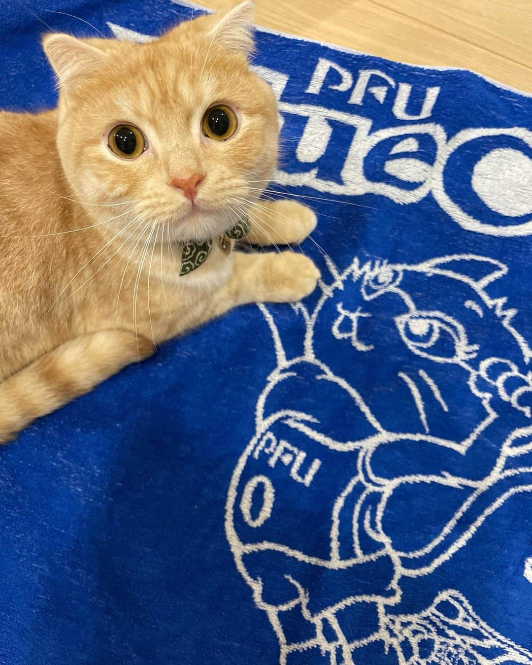 田原愛里さんのインスタグラム写真 - (田原愛里Instagram)「僕がブルーニャになるにゃ🐱💙  #猫 #ねこ #ちゃちゃまるぐらむ」3月30日 16時01分 - tahara_airi_0719