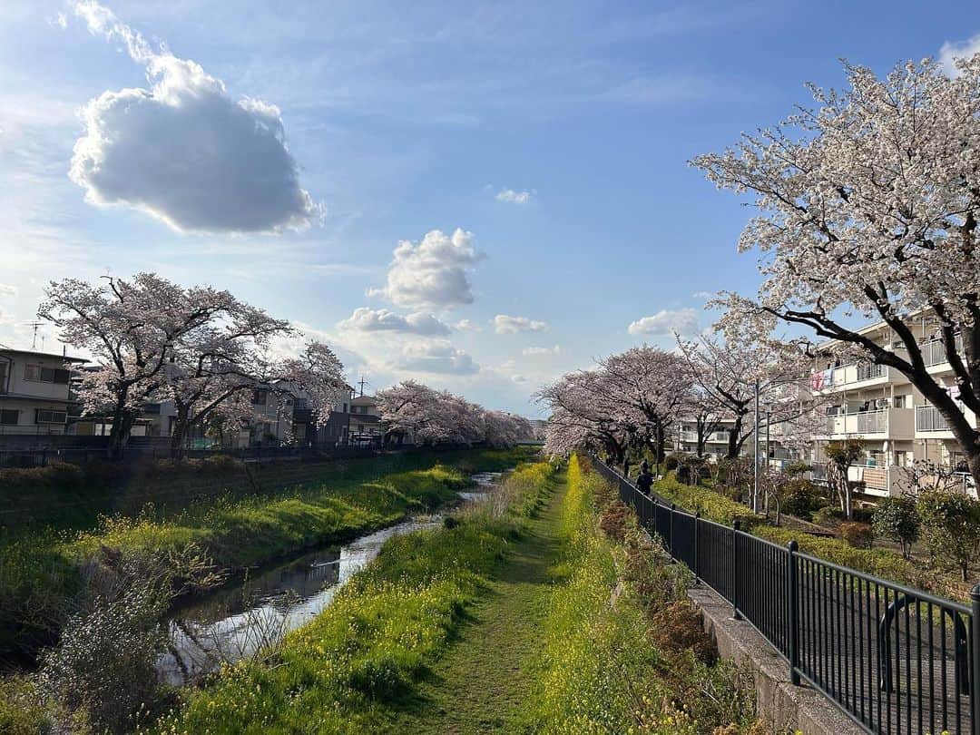 西山浩司さんのインスタグラム写真 - (西山浩司Instagram)「のがわ散歩中🚶‍♂️ほのぼの風景に出くわしたよ〜桜もまだまだ踏ん張って咲いてくれてるねぇ👍癒された午後でした🤭」3月30日 16時13分 - waruo1981