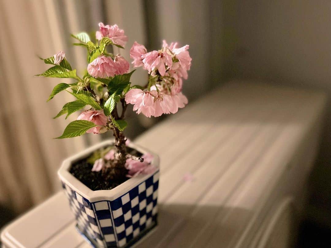 榊原みゆくのインスタグラム：「【BONSÁI】 🌸桜盆栽🌸始めました。  来年も咲きますように🌸  水やり得意じゃないけど、盆栽は、木だしさ、苔もあるし、毎日が楽しいわ。  そして写真2枚目、葉っぱめっちゃデカくなってる😂  このままで良いそうなので、放置します😙  #桜 #桜盆栽 #盆栽 #ミニ盆栽 #bonsai #bonsái #bonsaï #bonsaiart #followforfollowback #sakura #cherryblossom #樱花」
