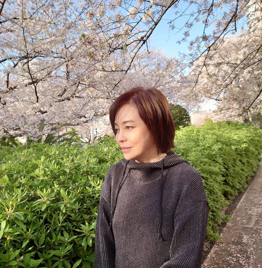 有本香さんのインスタグラム写真 - (有本香Instagram)「今年も見納め。来年も見られますように。」3月30日 16時47分 - arimotokaori