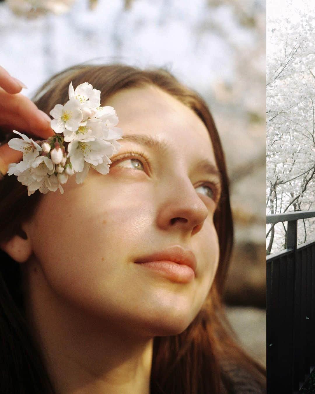 アンジェリーナ・ダニロヴァさんのインスタグラム写真 - (アンジェリーナ・ダニロヴァInstagram)「RAW.🌸  @mishasblog saw cherry blossoms for the first time and I was just passing by. #film」3月30日 16時49分 - angelinadanilova